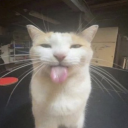 avatar Kot W Czapce