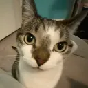 zamoon