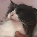phiz0r