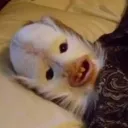 tipef