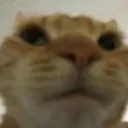catte_