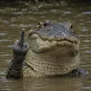 krokodil2928