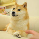 avatar Kono Doge Da