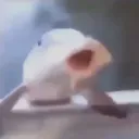 aldi_j