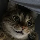 burbunny