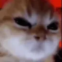 soyelbrody