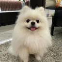 magecsv