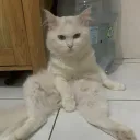 _vermi_