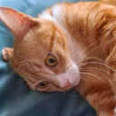 Orange Cat