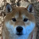 yoshi.126442