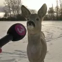 martabellapolice