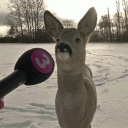 martabellapolice