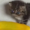 w0w0