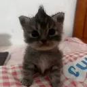 mrhmud