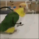 punkbird