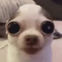 poisonchapstick