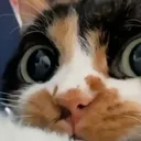_falaffle_