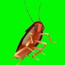bokbokbakak