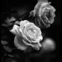 fallenrose_
