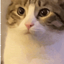 kinkycat3d