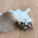 bunnyluvu12