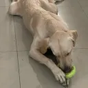 mgbuddy