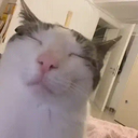 Catto