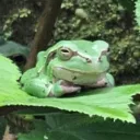 pambulina