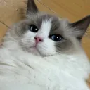shiro.zz
