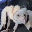 avatar Arson.V.Charr