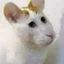 elchatmoso