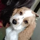 matisos