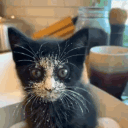 avatar ᰍ̣̥⁔̣̣̣̥Kenji⁔̣̣̣̥𑁯̣̥