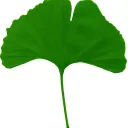 ginkgo68