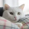 cyan.cat avatar