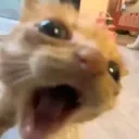 ohmylittlestars