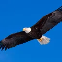 blueskyeagle