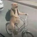 .whatthedogdoin