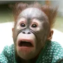 thisape.