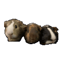 herobanenair
