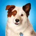 stanthetalkingdog1805
