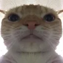 vedevento