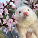 avatar Ferrat