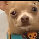 zakkakshreddedclaws