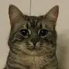 mauricat