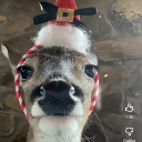 avatar Melody Nosurname