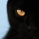 cateyealeks