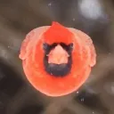 final_messiah