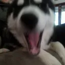 snippoau