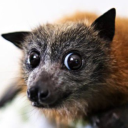 avatar curious fucking bat